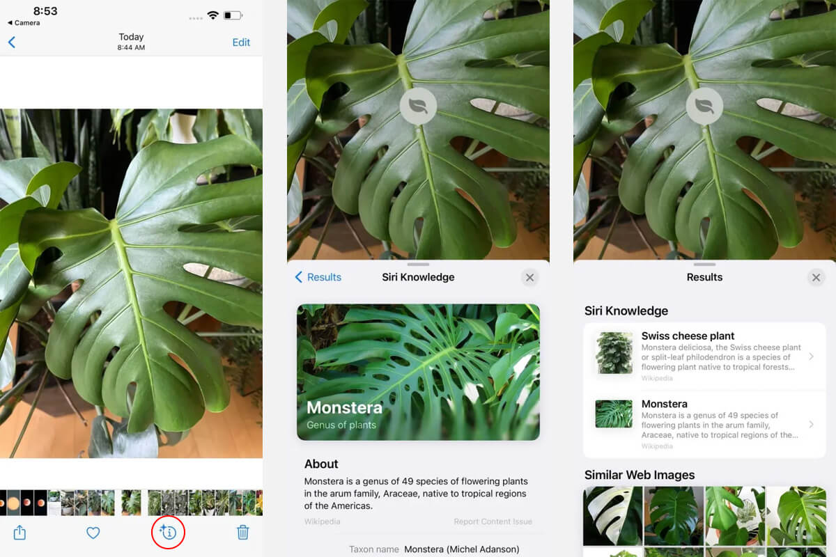 Nhận dạng thực vật bằng camera