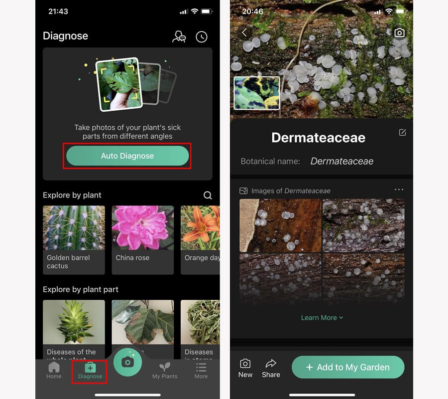 Mẹo nhận biết các loài cây, loài hoa, loài chim,... chỉ bằng cách chụp ảnh - Hình 5