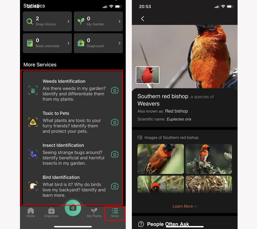 Mẹo nhận biết các loài cây, loài hoa, loài chim,... chỉ bằng cách chụp ảnh - Hình 6