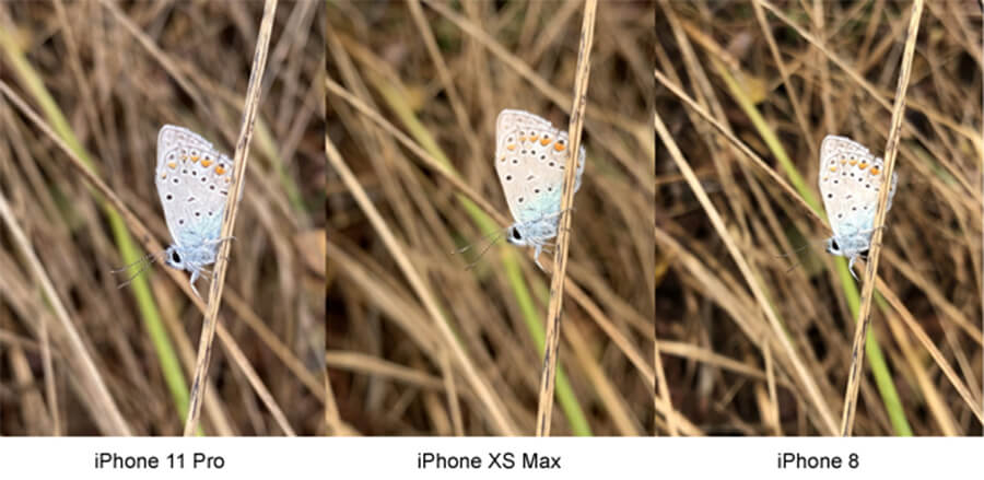 So sánh camera iPhone 11 Pro, iPhone Xs Max và iPhone 8 - máy nào chụp ảnh đẹp hơn? - Hình 2 So sánh camera iPhone 11 Pro, iPhone Xs Max và iPhone 8 - máy nào chụp ảnh đẹp hơn? - Hình 2